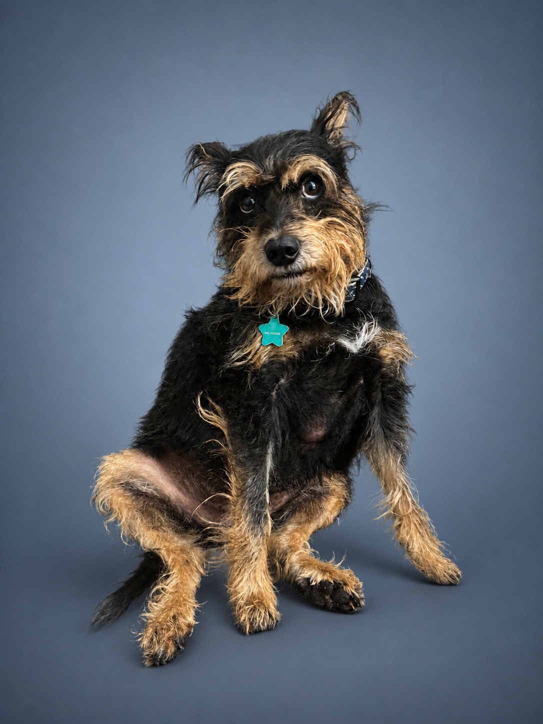 A dog in the studio
