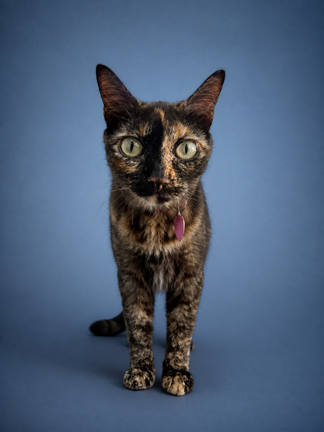A cat in the studio